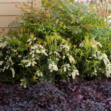 Mountain Snow Pieris, White Bell-Shaped Bloom Clusters   555106423